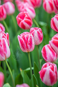 北京奥森郁金香花海图片