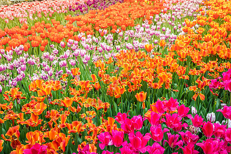 北京桃花花海北京奥森郁金香花海背景