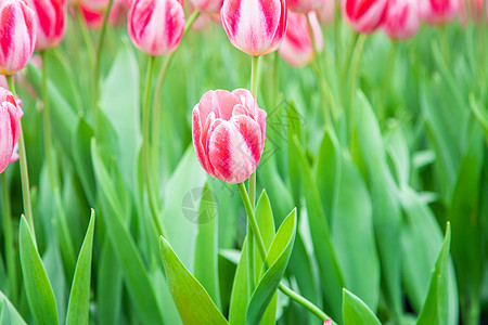 北京奥森郁金香花海图片