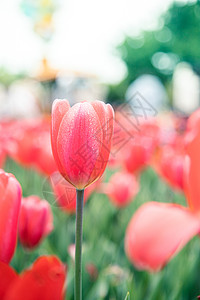 北京桃花花海北京奥森郁金香花海背景