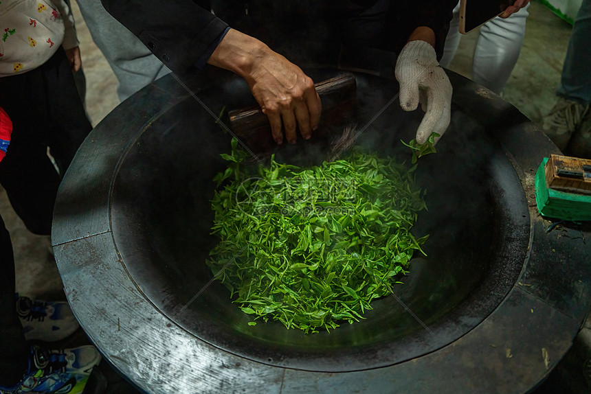 春天茶园茶叶制作炒茶图片