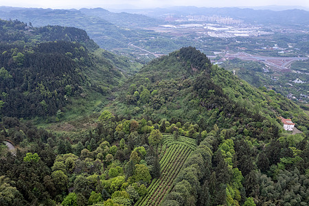 重庆巴南春天的茶山航拍背景