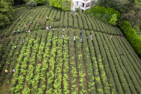 春天茶园采茶的人群背景图片