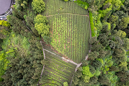 重庆巴南春天的茶山航拍背景