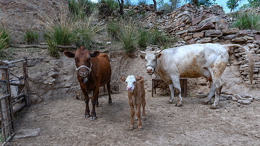 内蒙古高山草原牧场牛群图片