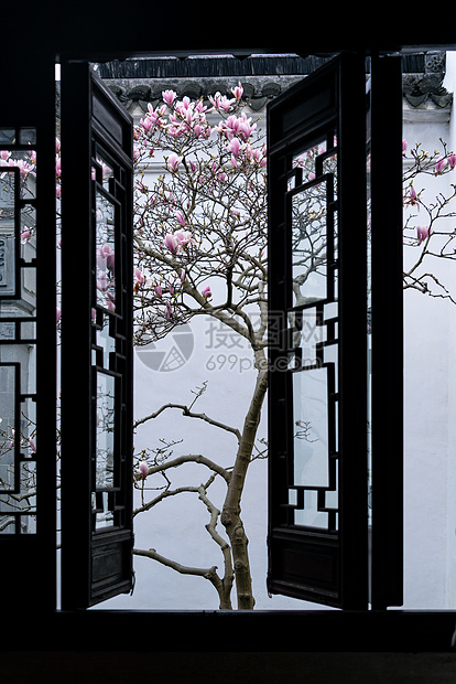 苏州园林耦园窗户外的粉玉兰花图片