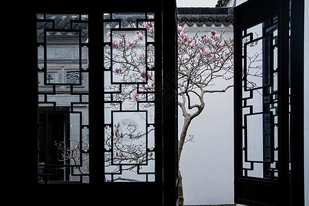 天津桥园苏州园林耦园窗户外的粉玉兰花背景