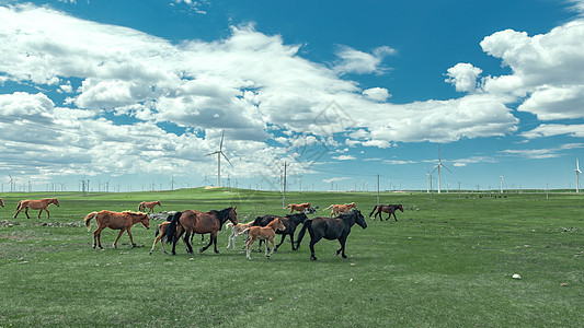 内蒙古希拉穆仁夏季草原牧场图片