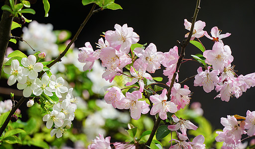 春天盛开的樱花和海棠花图片