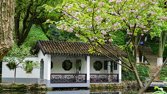 水背景江南园林亭林园春日风光背景