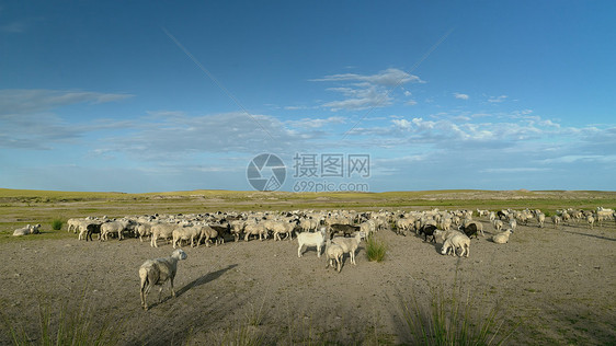 内蒙古夏季草原牧场羊群图片