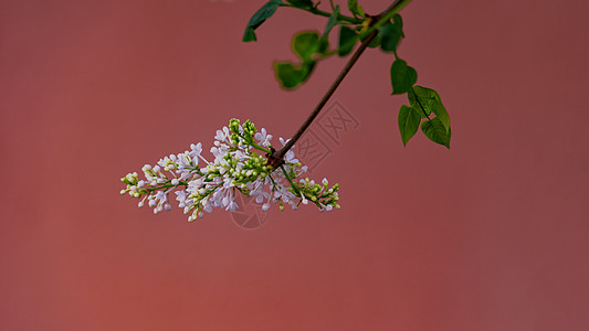 春季树木开花特写图片