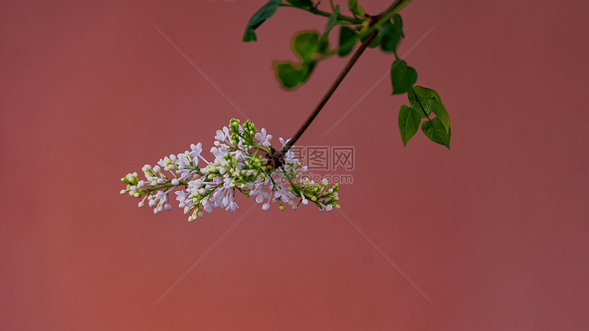 春季树木开花特写图片