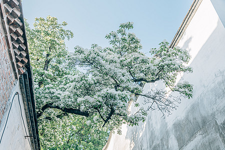 福州马尾初夏的福建福州三坊七巷百年流苏树背景