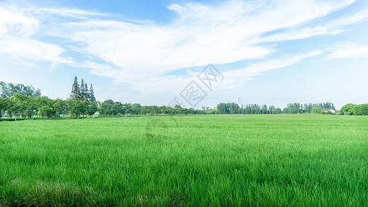 蓝天下的绿色稻田背景