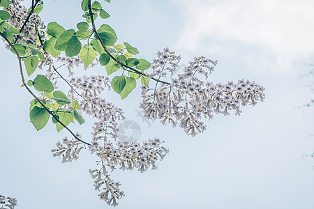 唯美初夏北京奥森的毛刺桐花高清图片