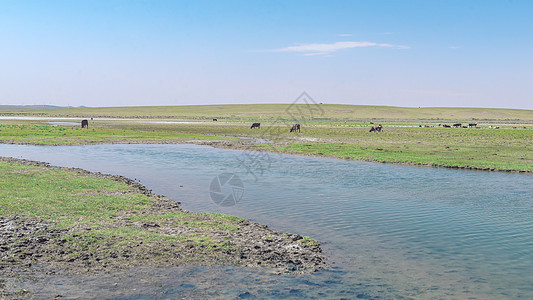 内蒙古草原春季河水牛群图片