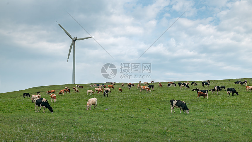 内蒙古夏季草原牲畜蓝天白云图片