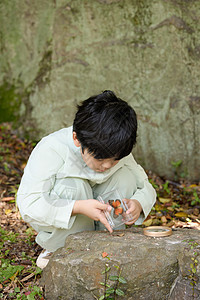 小男孩在植物园拿着放大镜观察蝴蝶标本图片