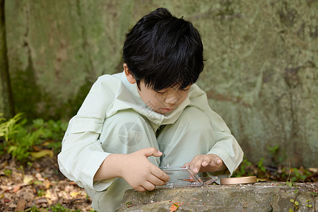 小男孩在植物园拿着放大镜观察蝴蝶标本图片