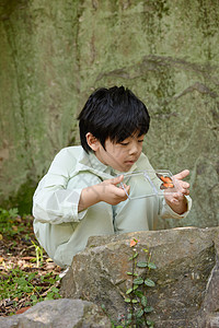 小男孩在植物园拿着放大镜观察蝴蝶标本图片