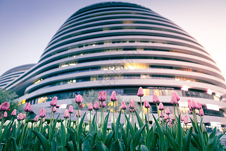 夕阳下北京银河soho的郁金香图片