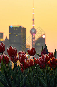 女神节插画上海江边唯美盛开的郁金香背景