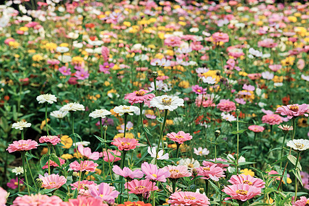 怀菊花充满生机的洋甘菊花丛背景