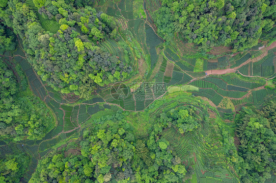 四川春天雅安大地指纹茶园茶山航拍图片