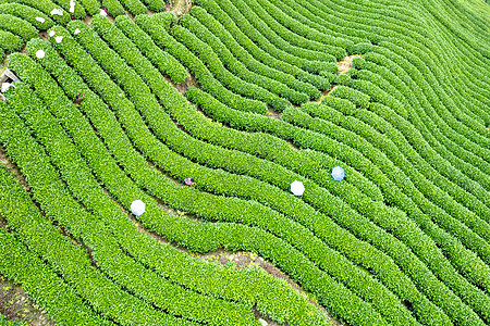 四川春天雅安牛碾坪茶园茶山航拍图片