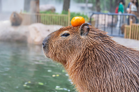北京野生动物园网红水豚图片