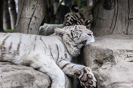 北京野生动物园网红白虎图片