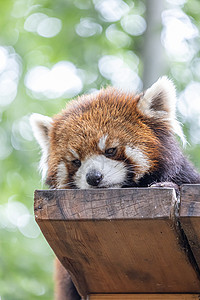 北京野生动物园网红小熊猫图片