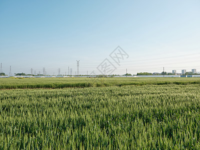 绿油油的苏北冬季早小麦图片