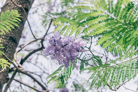 夏季唯美昆明蓝花楹图片