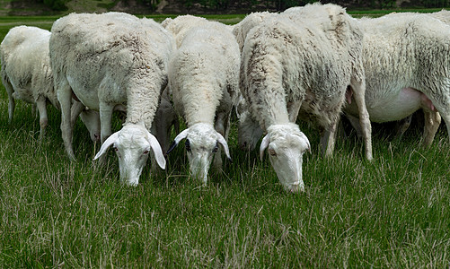 内蒙古夏季草原植被羊群图片