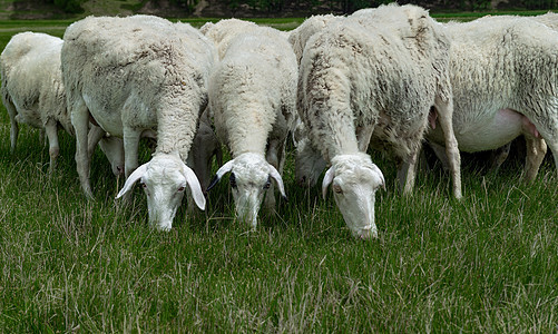 内蒙古夏季草原植被羊群图片