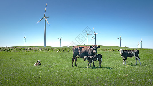 内蒙古夏季草原植被牛群图片