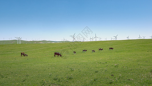 内蒙古夏季草原植被牛群图片