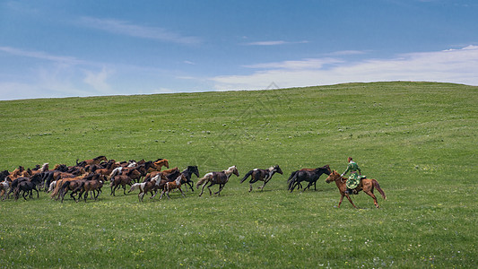 内蒙古夏季草原植被牲畜图片
