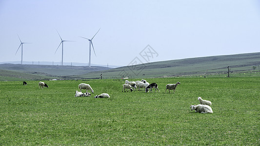 内蒙古草原牲畜植被图片