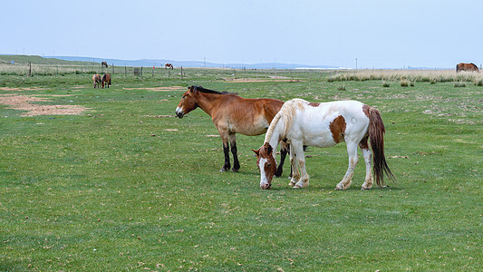 内蒙古草原牲畜植被图片