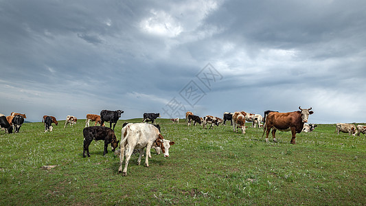 内蒙古夏季草原畜牧植被图片