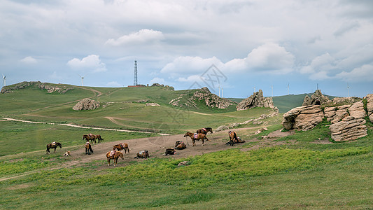 内蒙古夏季草原畜牧植被图片