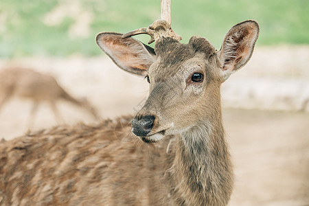 北京野生动物园网红鹿图片