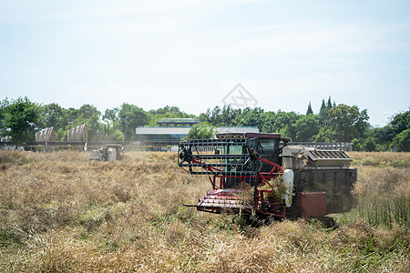 夏收农田机器收割油菜花图片