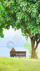 大理洱海风光一棵树下长椅图片