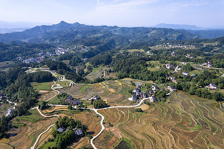 重庆巴南石滩秧苗梯田图片