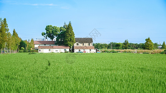 蓝天下的绿色稻田图片