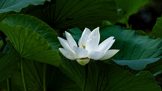 夏季植物花卉景观图片